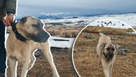 Izabrali smo kangala umesto šarplaninca iz BITNOG RAZLOGA: Ovako govori vlasnik psa koji je zadavio VUKA