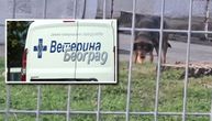 "Znamo koji je pas, neverovatno je da ga vlasnik pušta" Direktor JKP "Veterina Beograd" o situaciji u Zemunu