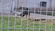 "Znamo koji je pas, neverovatno je da ga vlasnik pušta" Direktor JKP "Veterina Beograd" o situaciji u Zemunu
