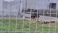 Drama u Zemunu: Roditelji upozoravaju na agresivnog psa u dvorištu osnovne škole, evo šta smo mi tamo zatekli