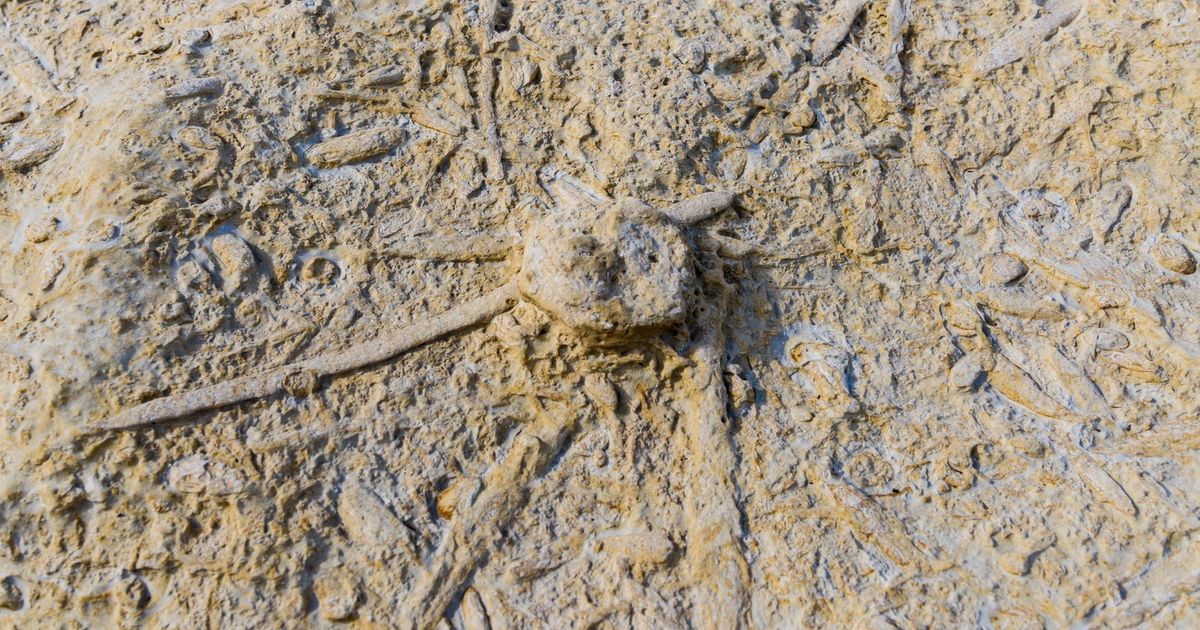 VELIKO OTKRIĆE U KINI! Nađeni fosili 90 nepoznatih vrsta životinja, koje je lovio BODLJIKAVI PREDATOR