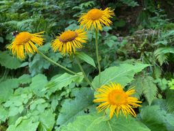OMAN – Inula helenium L.