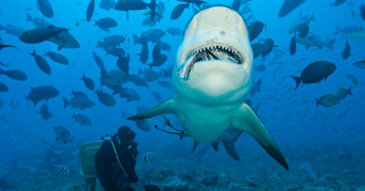 Svi se plaše ajkula, a njemu one jedu iz ruke: Ove fotografije iz Atlantika oduzimaju dah!