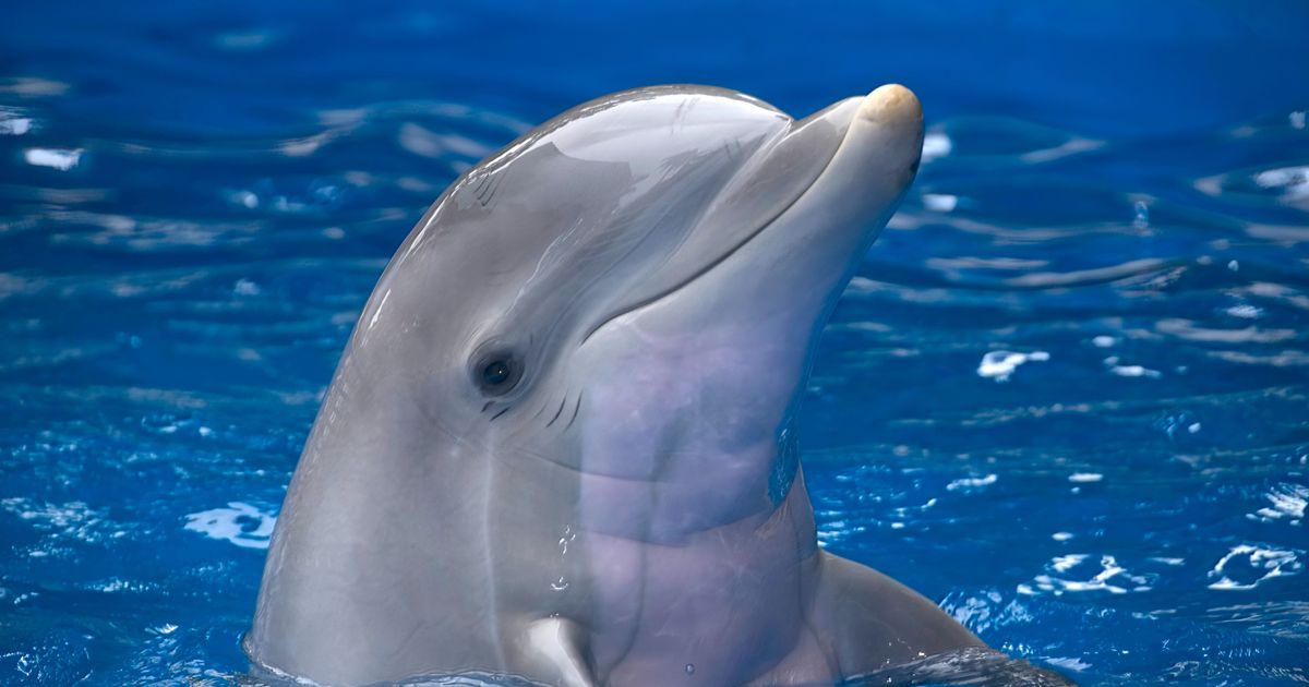 Dolphin strayed from the Adriatic Sea into a river in Croatia: Footage released, it is a strictly protected species