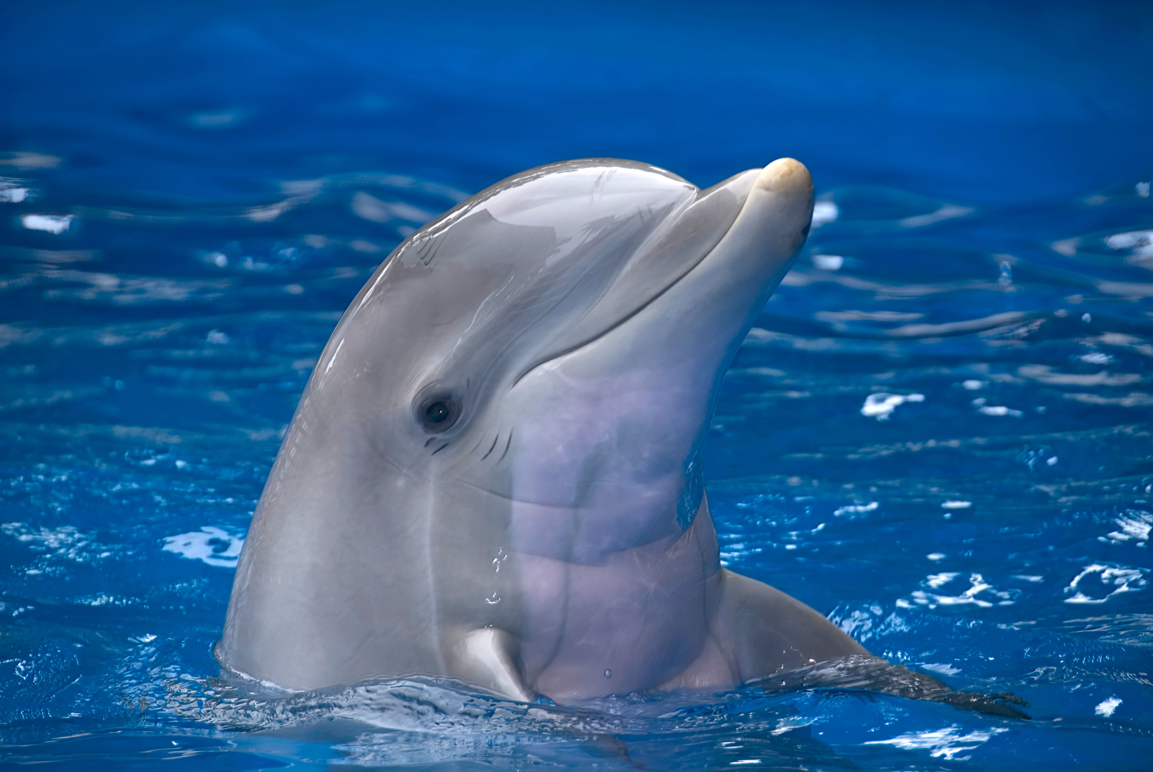 OVAJ SNIMAK ULEPŠAĆE VAM DAN! Predivni prizori sa Jadrana, delfin došao među kupače i napravio šou sa loptom!