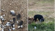 Jeziv prizor iz Loznice: Monstrum spakovao štence u džak i vezao ženki za glavu, majka ih vukla kilometrima