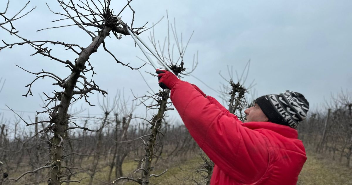 Evo šta kažu stručnjaci o rezidbi voća, u čačanskom kraju je u punom jeku: Ovi majstori trenutno najtraženiji