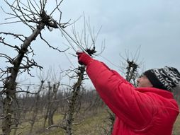 rezidba voća, jabuka