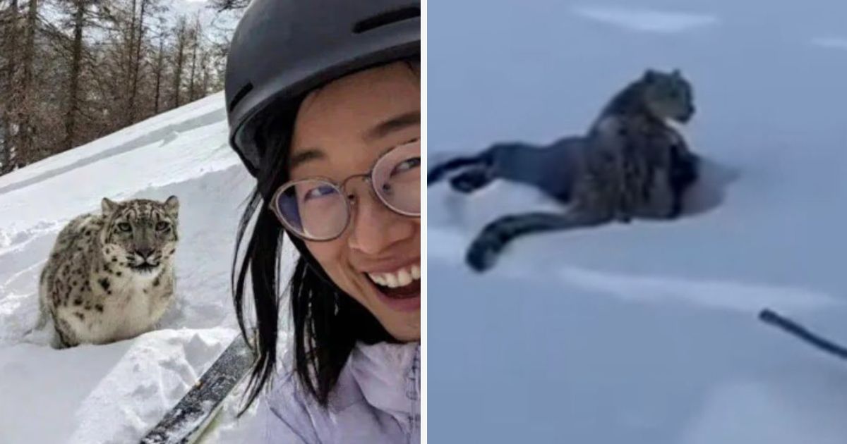 SEKUND PRE KATASTROFE Ovo je jezivi selfi skijašice pre nego što ju je napao snežni leopard