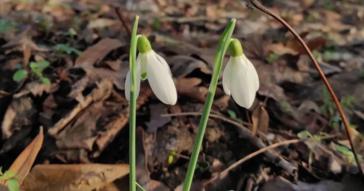 Stigle prve visibabe, proleće je na pragu: Najlepša srpska planina dočekala vesnike omiljenog godišnjeg doba