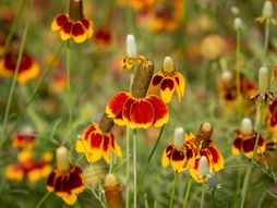 cvet, meksički cvet, meksički šešir, sombrero, cvet sombrero