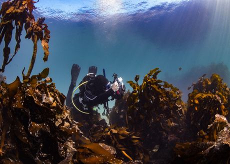 ronjenje, istraživanje