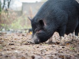 crna svinja