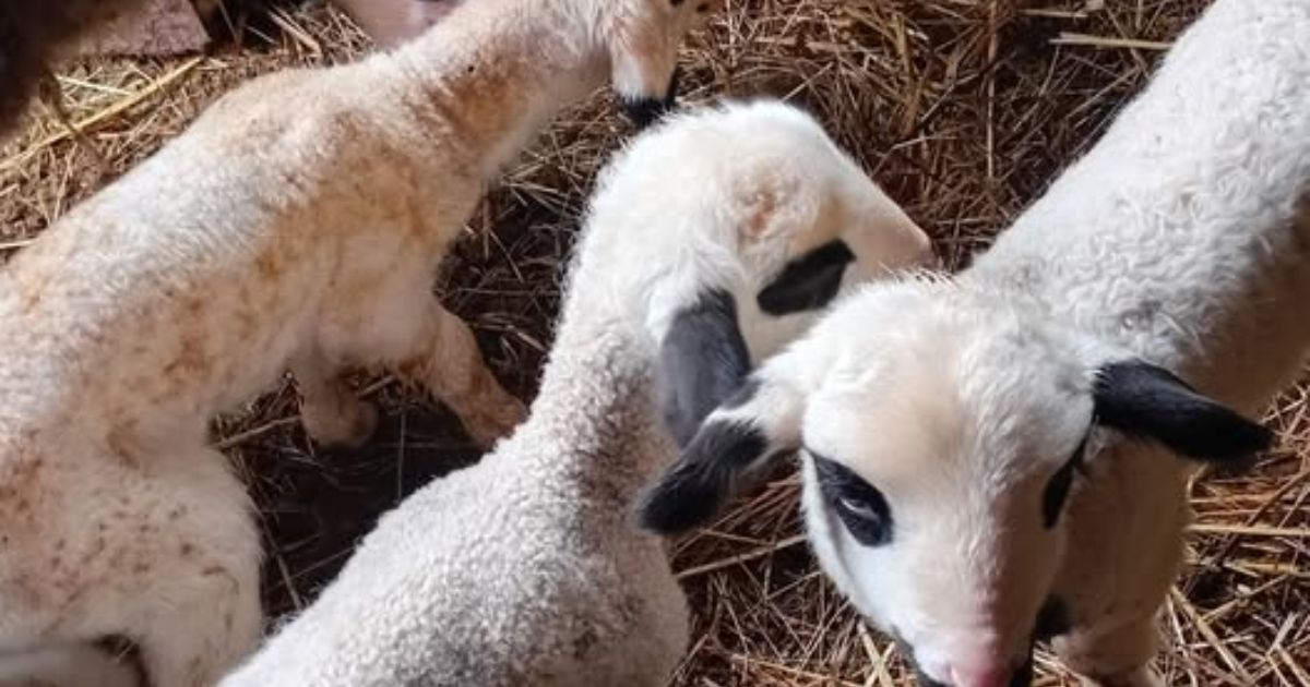 Čudo u Srbiji: Ovca Bela kod Blaca ojagnjila dvoje mladih, a onda se 7 dana kasnije desilo nešto neverovatno