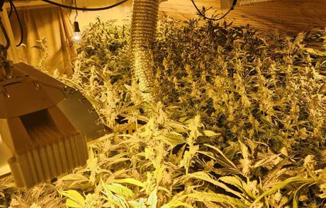 laboratorija marihuane, čačak, hapšenje