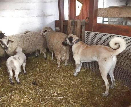 Odgajivačnica pasa Wolfs land Serbia, kangal