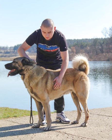 Odgajivačnica pasa Wolfs land Serbia, kangal