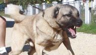 HOROR U BIH! Pas rastrgao muškarca, komšije svedočile užasu!