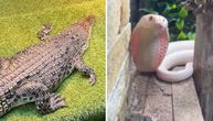 Uzgajao kanabis, a policija mu pronašla još krokodila, 38 zmija, 19 guštera, 3 ježa, 9 mačaka, 28 pasa...