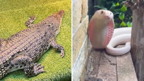 Krokodil, zmija