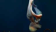 Snimljena retka džinovska meduza, može da naraste do 10 metara: Pogledajte šta je radila u mračnim dubinama