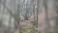 Neverovatan snimak iz okoline Ivanjice: Lovci tokom potrage divljači videli NJIH, odmah su uzeli kamere u ruke