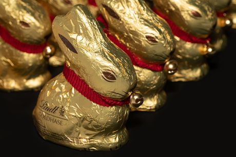 čokolada, lindt, zec