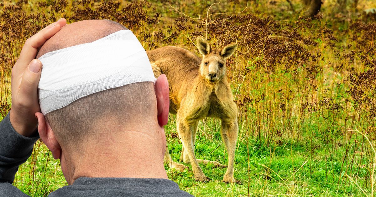Disturbing: Kangaroo brutally beats man: 'It lunged at the dog, and then hit me in the face...'