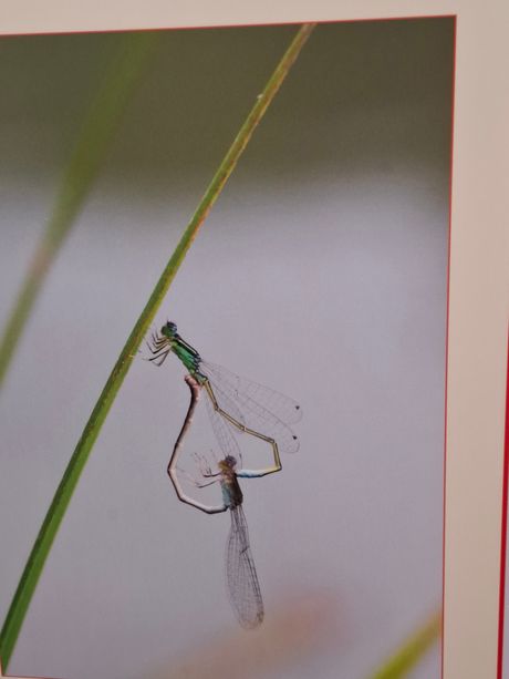 Izložba, vilinski konjici, Galerija nauke i tehnike SANU