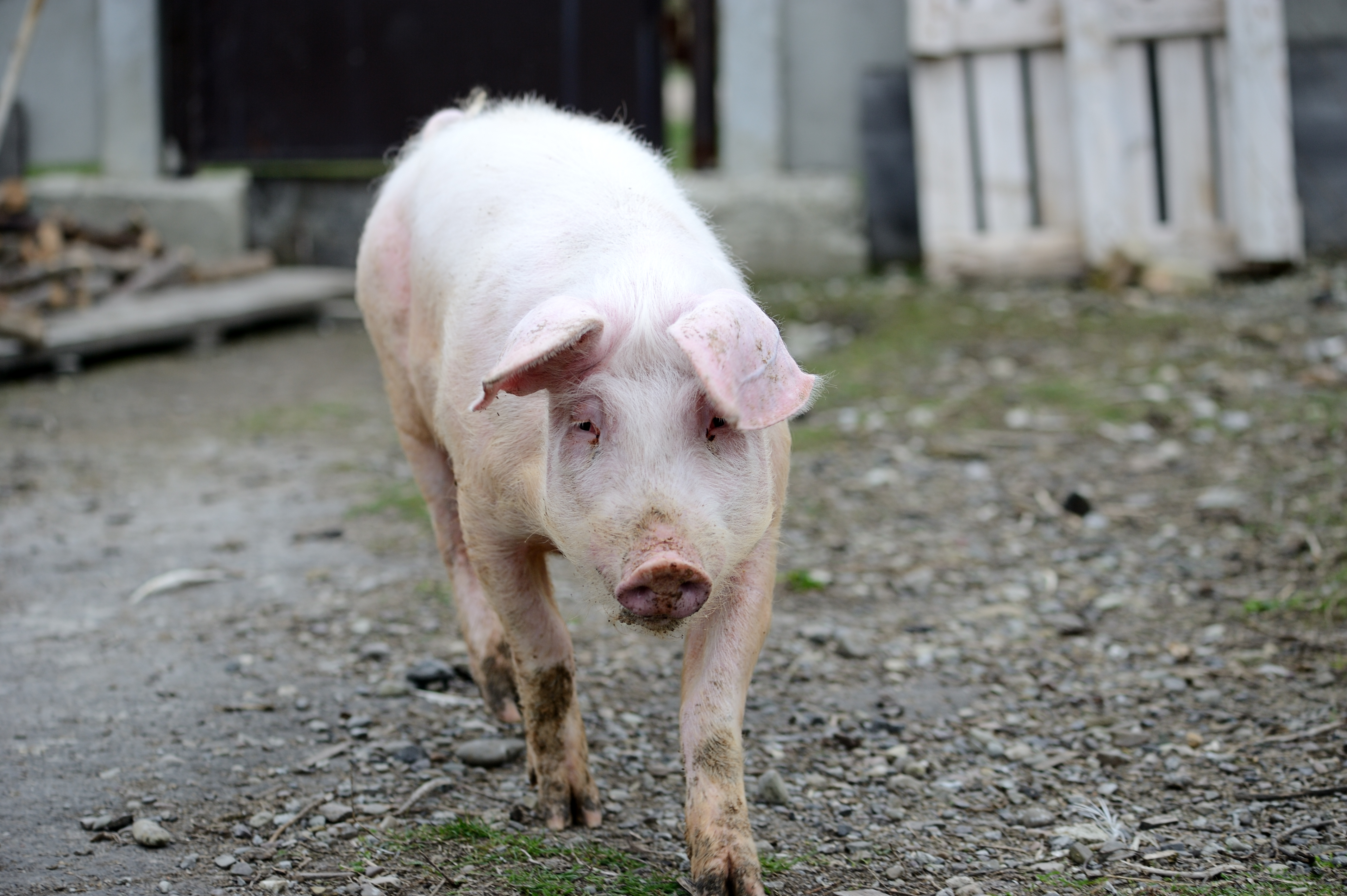Prasad i svinje pred praznike: Cene skaču u Obrenovcu i Banatu, dok u Bačkoj beleže pad