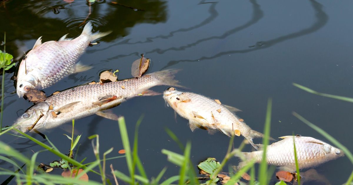 Uginula riba pluta rukavcem Dunava kod Apatina: 