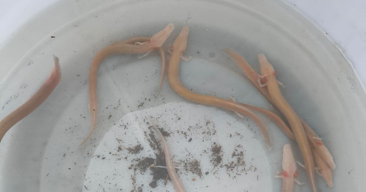 Creatures Appeared From Complete Darkness: Flood in the Balkans Brought Out SENSITIVE Species, Here's What Experts Say