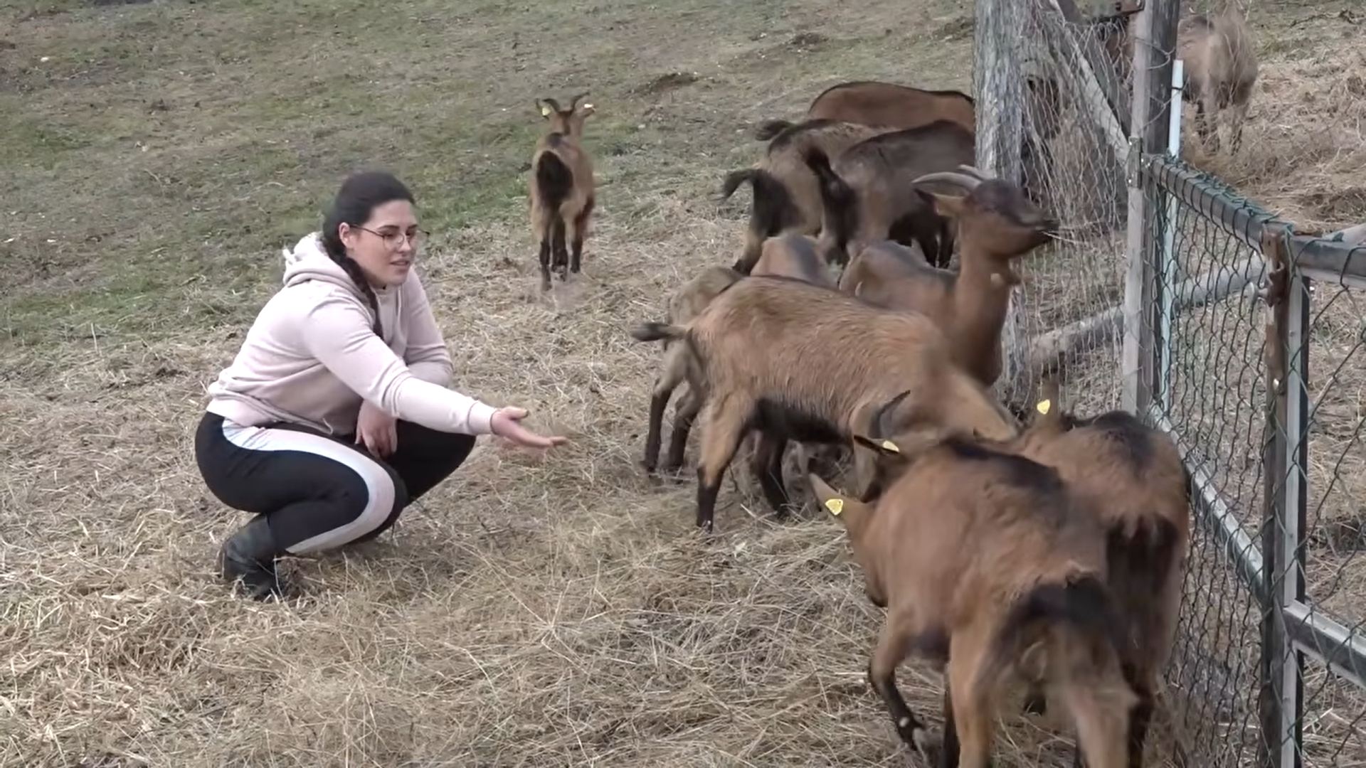 Njoj gradski život ne treba: Jovana je izabrala kozarstvo, a evo šta koze rade kada pokuša da ode od njih