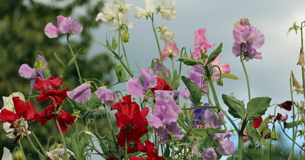 What is your flower according to your birth month? Each carries special meaning and symbolism
