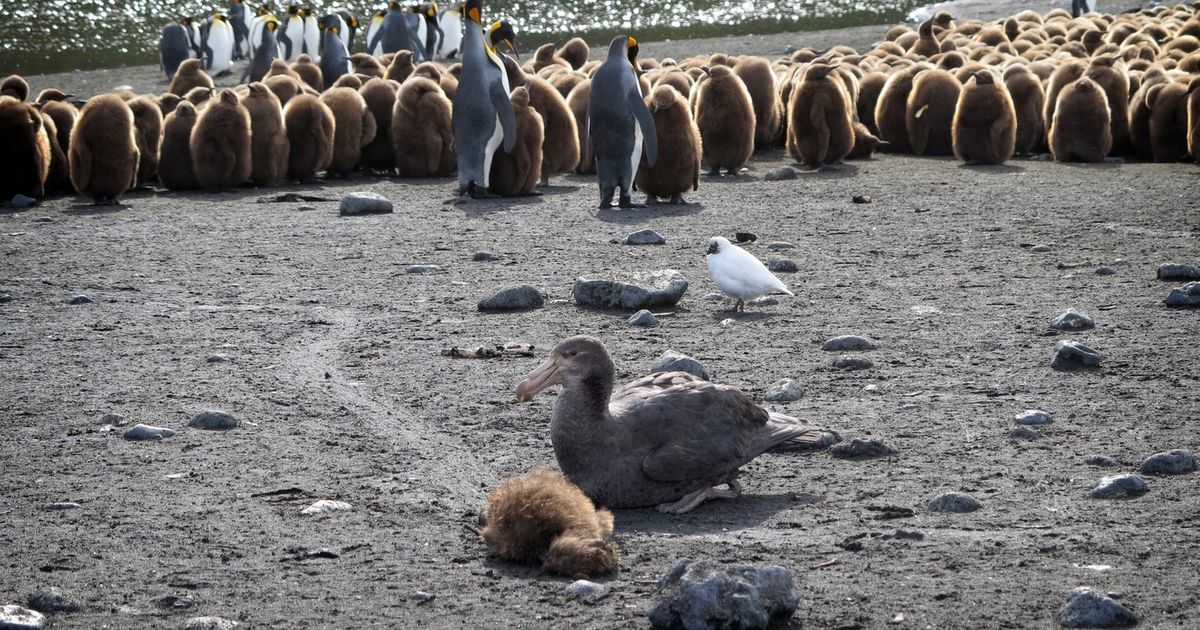 GRIM WARNING ARRIVED! Bird flu strain ravaging Antarctica can kill 100 percent of infected animals