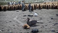 STIGLO JEZIVO UPOZORENJE! Soj ptičjeg gripa koji hara Antarktikom može da ubije 100 odsto zaraženih životinja