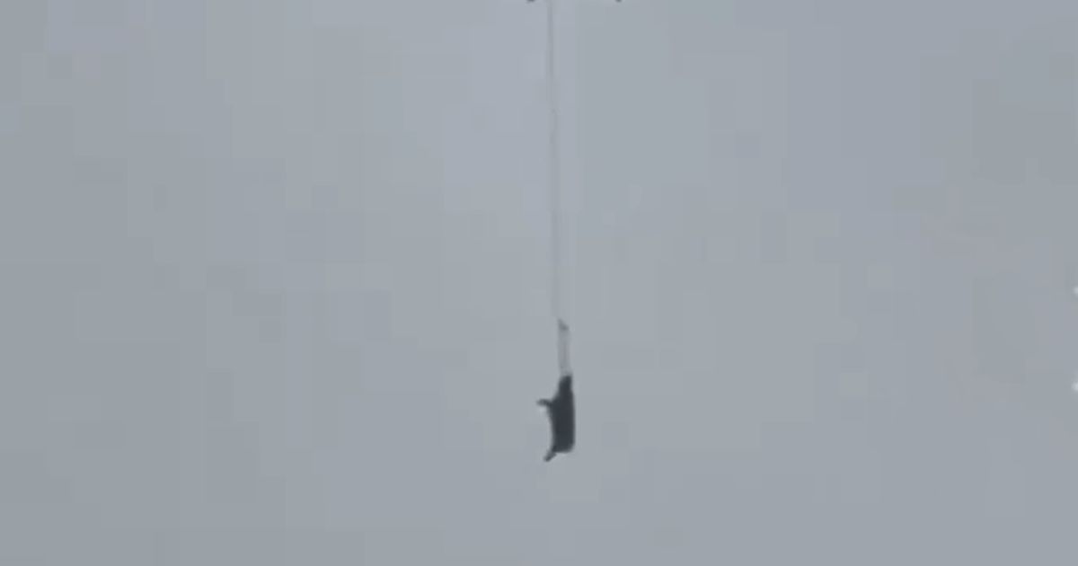 Flying Pig Caused Chaos in Village: This Incident Is Hard to Describe in Words, and Luckily There's Footage