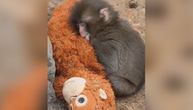 SUZE SAME IDU! Svet priča o ovom majmunčetu: Mama ga odbacila, a ima samo plišanu igračku od koje se ne odvaja