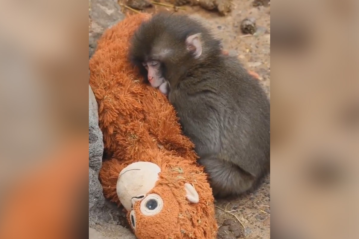 Priča o Panču je rasplakala svet: Ostao je sam bez majke, a sada se dogodio neverovatan preokret