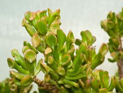 Krasula, šrekove uši, crassula ovata