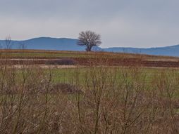 Noć buljine, Sokobanja, Rtanj, Bubo bubo