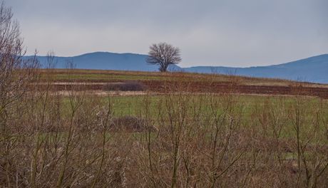 Noć buljine, Sokobanja, Rtanj, Bubo bubo