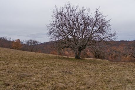 Noć buljine, Sokobanja, Rtanj, Bubo bubo