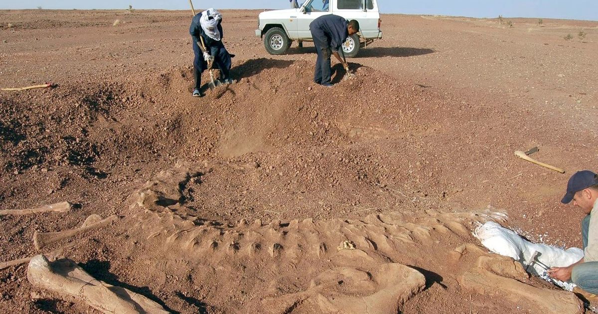 Remains of one of the largest carnivores in Earth's history discovered in the Sahara: They are about 95 million years old!