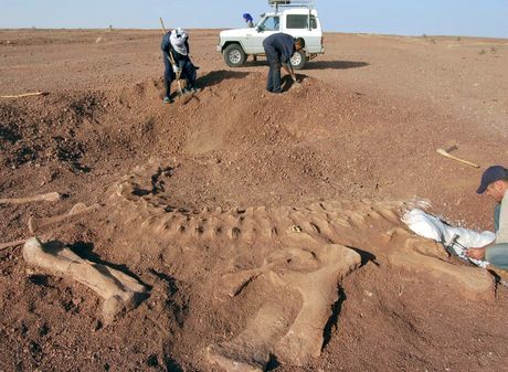 fosil, dinosaurus, sahara