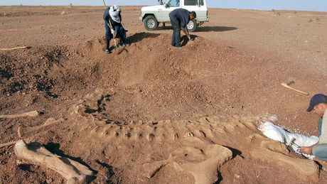 fosil, dinosaurus, sahara