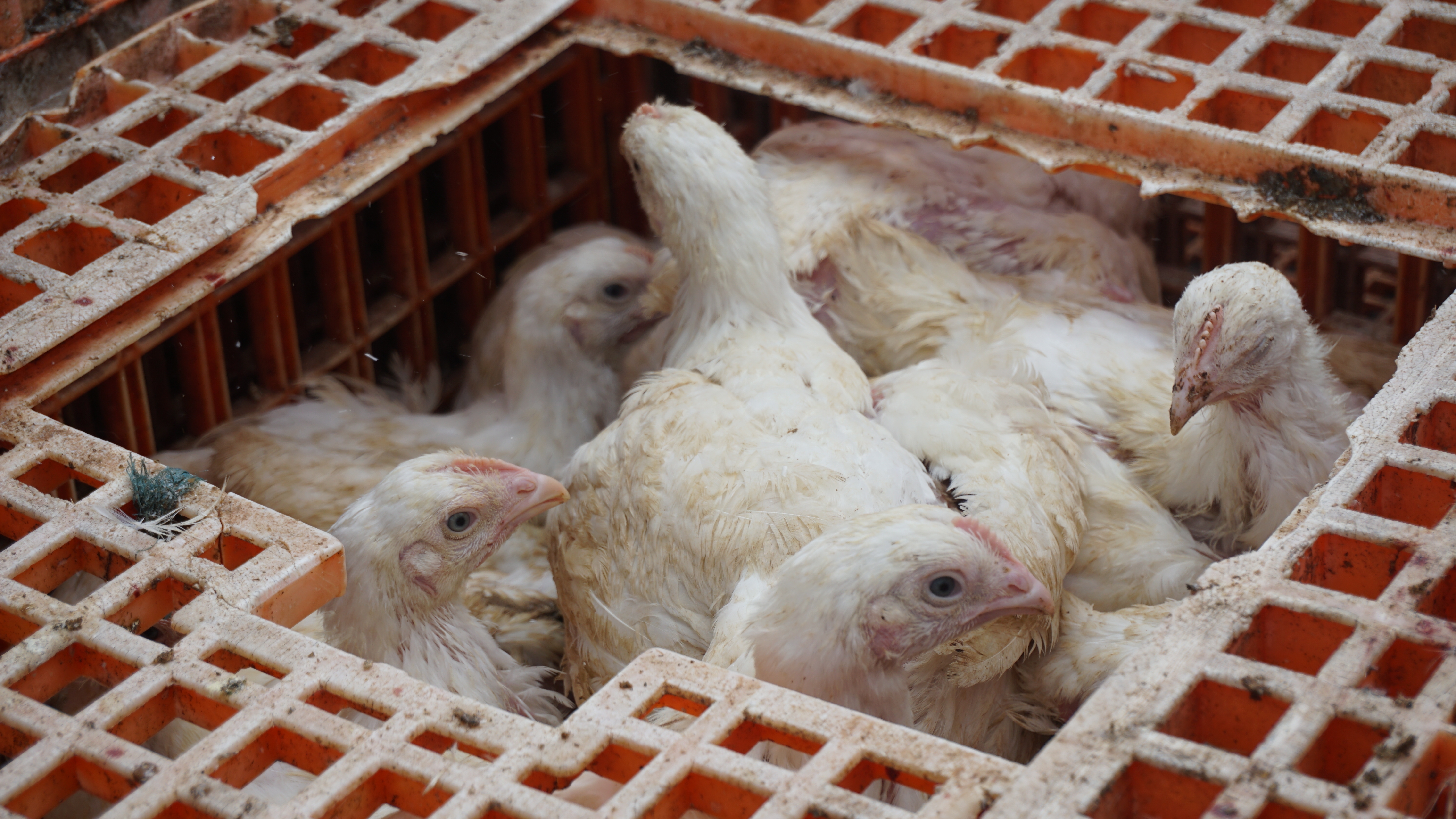 Potvrđen ptičiji grip kod oko 10.000 koka nosilja uklonjenih sa farmi u Belom Polju: Oglasio se Rogošić