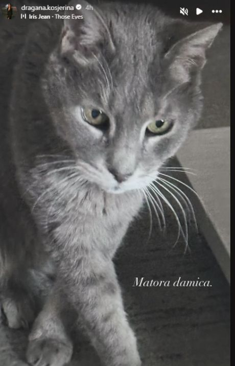 Objava Dragane Kosjerine