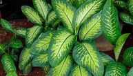 Zaboravite kaktus i sanseveriju, ova biljka pravi luksuz u stanu: Izgleda kao iz kataloga, a ne traži mnogo