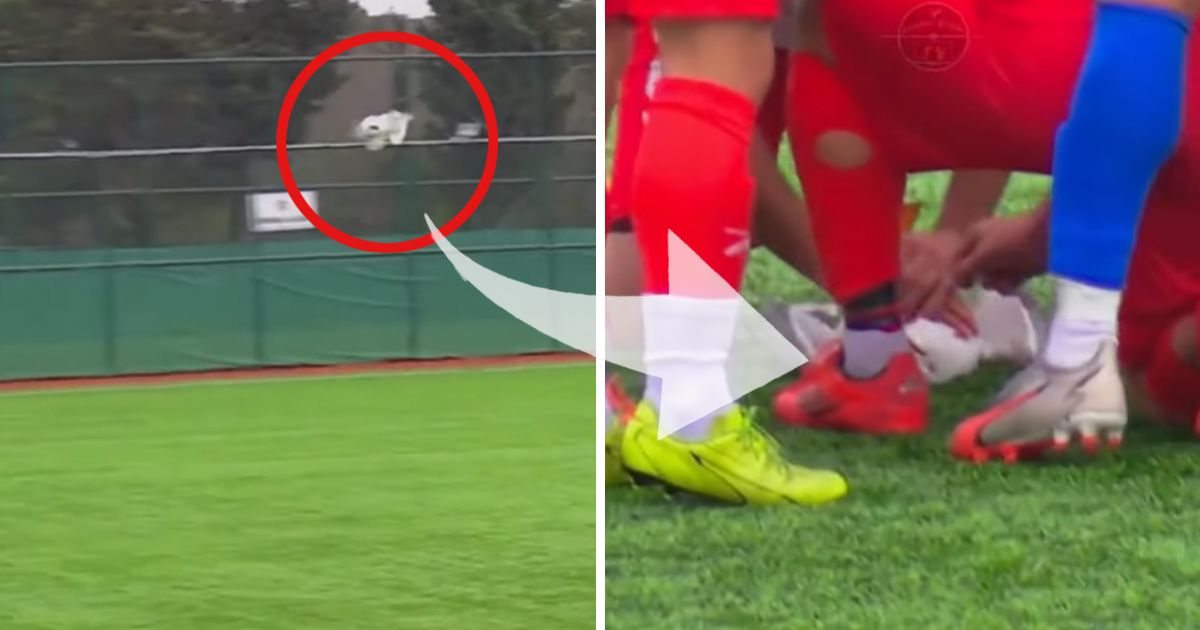 You've Never Seen This! Goalkeeper Almost Killed a Seagull, Captain Massaged Its Heart and Saved Its Life Before Everyone's Eyes
